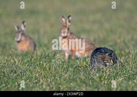 Lepre europea, lepre marrone (Lepus europaeus). Due lepri che guardano un gatto della casa che caccia topi su un prato. Germania Foto Stock