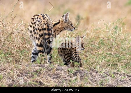 Serval (Felis serval, Leptailurus serval). Madre e giovane (2 mesi) in piedi a savannah. Riserva nazionale Maasai Mara, Kenya Foto Stock