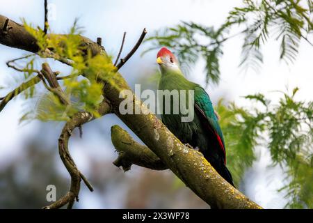 Un turaco con cresta rossa, Tauraco erythrolophus, arroccato su un albero. Un variopinto uccello frugivoro endemico dell'Angola occidentale e l'uccello nazionale dell'Angola Foto Stock