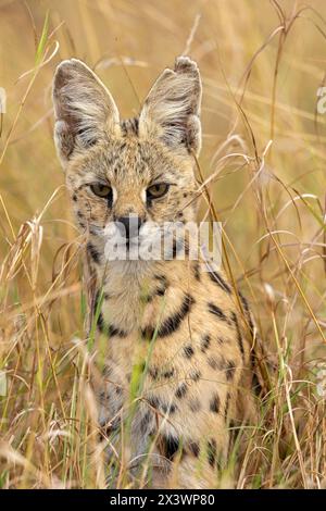 Serval (Felis serval, Leptailurus serval) seduto sull'erba secca. Riserva nazionale Maasai Mara, Kenya Foto Stock