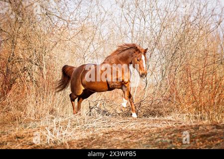 American Quarter Horse. Cavolo di castagno in galoppo. Germania. Foto Stock