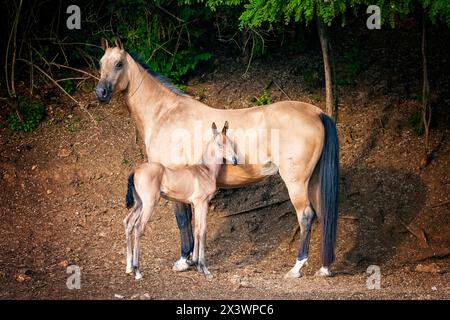 Akhal-Teke. Buckskin mare con puledro in piedi. Germania Foto Stock