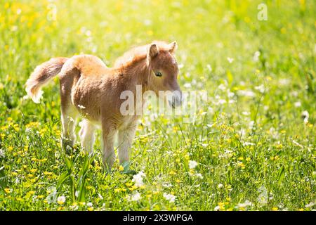 Pony in miniatura delle Shetland. Puledro di castagno in piedi sull'erba. Germania Foto Stock