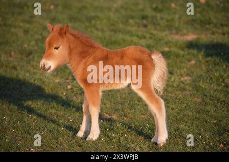 Pony in miniatura delle Shetland. Puledro di castagno in piedi sull'erba. Germania Foto Stock