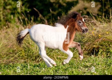 Shetland Pony. Pinto puledro galoppante sull'erba. Germania Foto Stock