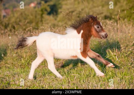 Shetland Pony. Pinto puledro galoppante sull'erba. Germania Foto Stock