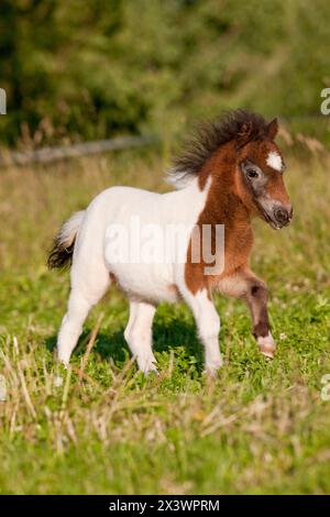 Shetland Pony. Pinto puledro galoppante sull'erba. Germania Foto Stock