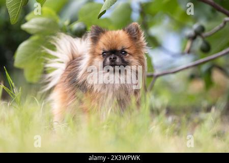 Pomchi (Pomerania x Chihuahua). Cane adulto che pugna su un prato. Germania Foto Stock