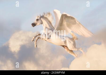 Pegaso, un cavallo alato, una creatura della mitologia greca, in volo Foto Stock