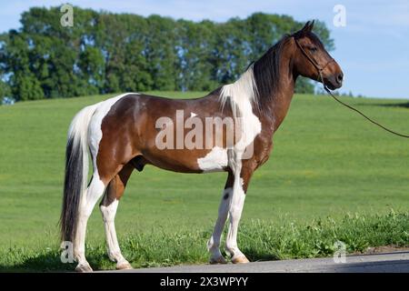 Pinto Horse in piedi, visto fianco a fianco. Germania. Foto Stock