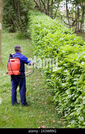 Agricoltore il trattamento di siepe e piante con irroratrice (insetticidi, pesticidi). Gipuzkoa, Euskadi. Spagna. Foto Stock