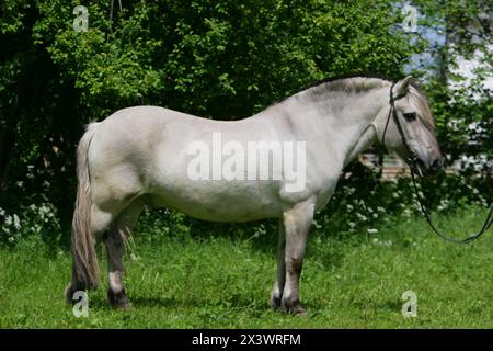Norwegian Fjord Horse in piedi, visto fianco a fianco. Germania Foto Stock