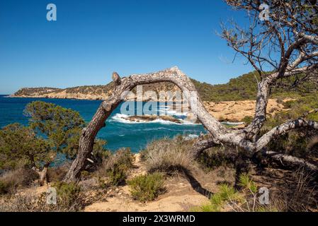 Paesaggio di insenatura S Illot de Rencli, vicino a Portinatx, Sant Joan de Labritja, Ibiza, Isole Baleari, Spagna Foto Stock