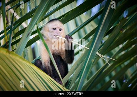 Cappuccini panamaniani dalla faccia bianca (Cebus imitator) in un albero di palma, mangiando. Parco nazionale del Corcovado, penisola di osa, Costa Rica Foto Stock