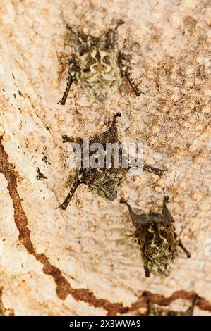 Pipistrelli Proboscis. Pipistrelli dal naso lungo (Rhynchonycteris naso) poggiati su un tronco di alberi sopra Rio Bebedero, Costa Rica, America centrale Foto Stock