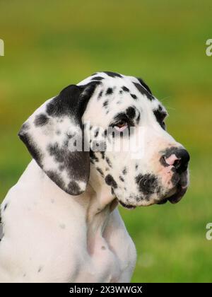 Ritratto di Alano cane di razza in all'aperto. Foto Stock