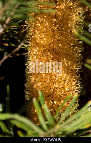 Fiore singolo di arbusto di Banksia, banksia spinulosa, giallo arancio, nel giardino del Queensland. Foto Stock