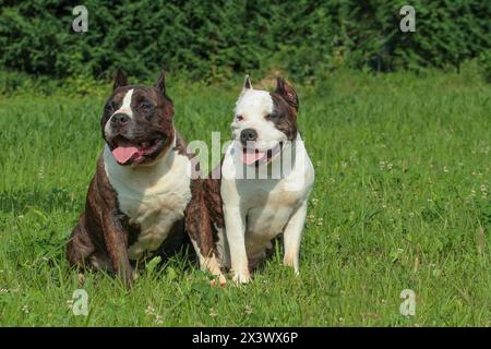 Bellissimo American Staffordshire Terrier. Due cani Amstaff nel prato. Foto Stock