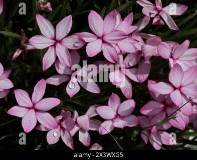 Fiori rodoiosi rosa Foto Stock