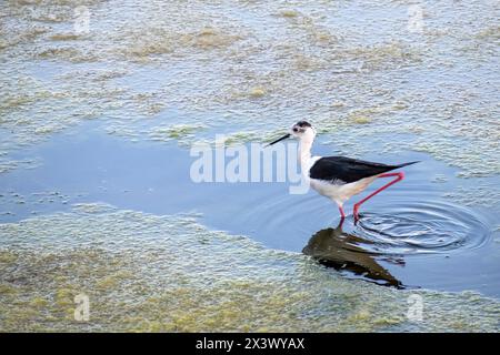 Un Himantopus himantopus alato nero nelle saline di Aveiro in Portogallo Foto Stock
