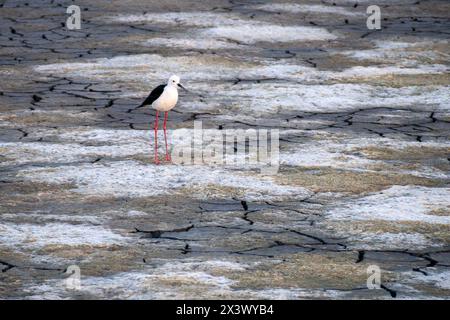 Un Himantopus himantopus alato nero nelle saline di Aveiro in Portogallo Foto Stock