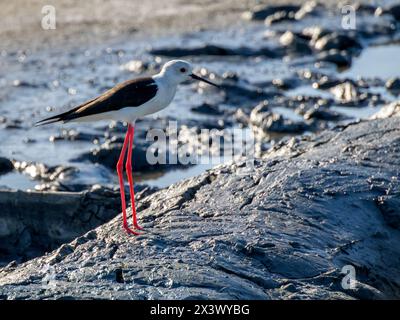 Un Himantopus himantopus alato nero nelle saline di Aveiro in Portogallo Foto Stock