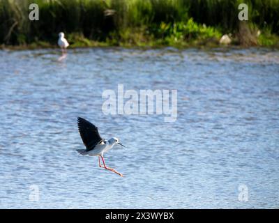 Un Himantopus himantopus alato nero nelle saline di Aveiro in Portogallo Foto Stock