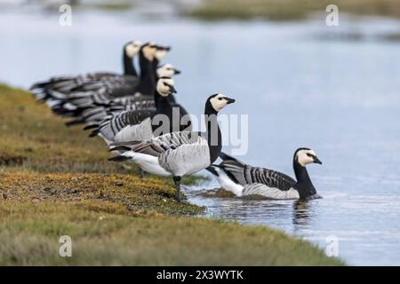 Barnacle Goose (Branta leucopsis). Gruppo che beve in uno stagno. Germania Foto Stock