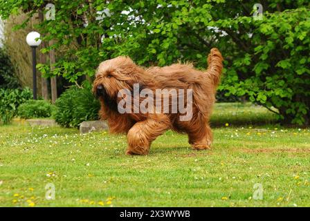 Briard cane, ritratto di pastore francese in esterni. Foto Stock