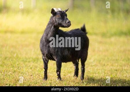 Capra pigmea (Capra aegagrus hircus). Adulto in piedi in un prato d'estate. Germania Foto Stock