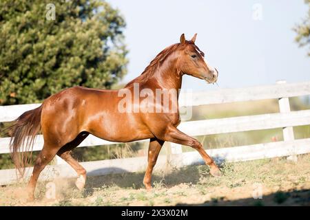 American Quarter Horse. Trotting con gelatina di castagne in un paddock. Italia Foto Stock