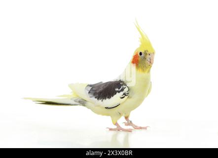 Cockatiel (Nymphicus hollandicus). Adulto in piedi. Foto di studio su sfondo bianco Germania Foto Stock