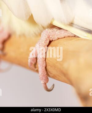 Cockatiel (Nymphicus hollandicus). Piede, primo piano Foto Stock