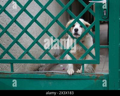 Cane bianco in piedi sui piedi posteriori, appoggiato con i piedi anteriori sul cancello verde del suo cortile, a controllare gli estranei Foto Stock