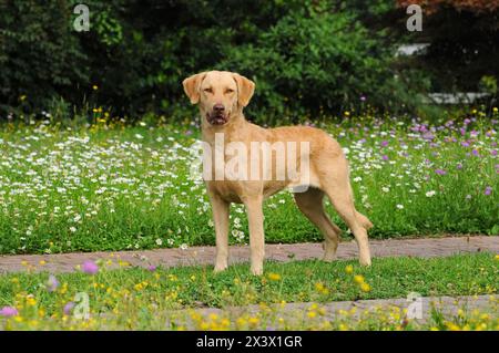 Ritratto di tipico Chesapeake Bay Retriever cane in esterni. Foto Stock