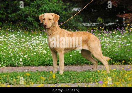 Ritratto di tipico Chesapeake Bay Retriever cane in esterni. Foto Stock