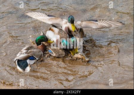 Preston, Lancashire, Regno Unito. 29 aprile 2024. Un'anatra Mallard che attira l'attenzione di quattro prosciutti e provoca una commozione colorata su un laghetto vicino a Preston, Lancashire, Regno Unito Credit: John Eveson/Alamy Live News Foto Stock