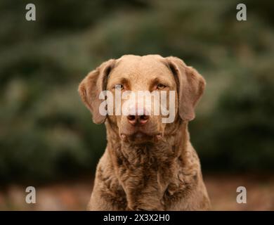 Ritratto di tipico Chesapeake Bay Retriever cane nella foresta Foto Stock