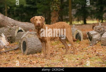 Ritratto di tipico Chesapeake Bay Retriever cane nella foresta Foto Stock