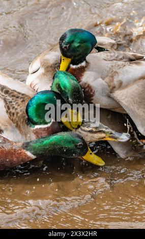 Preston, Lancashire, Regno Unito. 29 aprile 2024. Un'anatra Mallard che attira l'attenzione di quattro prosciutti e provoca una commozione colorata su un laghetto vicino a Preston, Lancashire, Regno Unito Credit: John Eveson/Alamy Live News Foto Stock