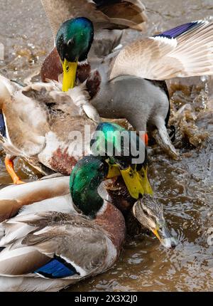 Preston, Lancashire, Regno Unito. 29 aprile 2024. Un'anatra Mallard che attira l'attenzione di quattro prosciutti e provoca una commozione colorata su un laghetto vicino a Preston, Lancashire, Regno Unito Credit: John Eveson/Alamy Live News Foto Stock