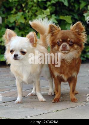 Ritratto di due simpatici cani chihuahua all'aperto. Foto Stock