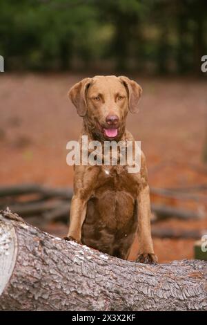 Ritratto di tipico Chesapeake Bay Retriever cane nella foresta Foto Stock