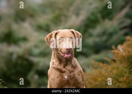 Ritratto di tipico Chesapeake Bay Retriever cane nella foresta Foto Stock