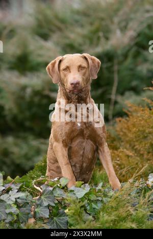 Ritratto di tipico Chesapeake Bay Retriever cane nella foresta Foto Stock