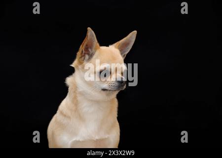 Ritratto di carino chihuahua cane isolato su sfondo nero. Foto Stock