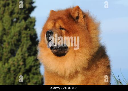 Portait del cane Chow Chow, Canis lupus familiaris. Foto Stock