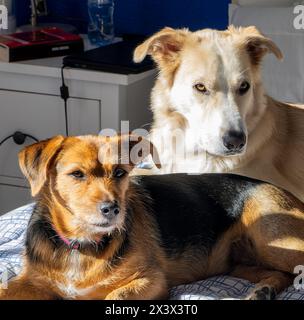 Due cani sono sdraiati su un letto, uno è marrone e nero e l'altro è bianco. Il cane bianco guarda la telecamera mentre il cane marrone guarda l'awa Foto Stock