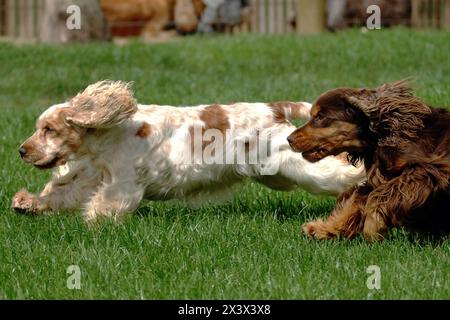 Ritratto di due Cocker spaniel inglesi all'aperto. Foto Stock