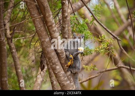 Lemure grigio coronato con foresta di testa marrone nella natura del Madagascar. Animale carino e intelligente con grandi occhi sorpresi Foto Stock